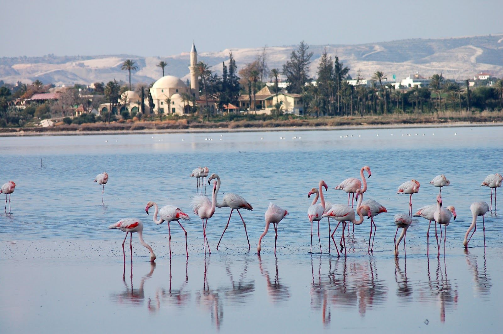 What to expect from the premier of Larnaka Marathon