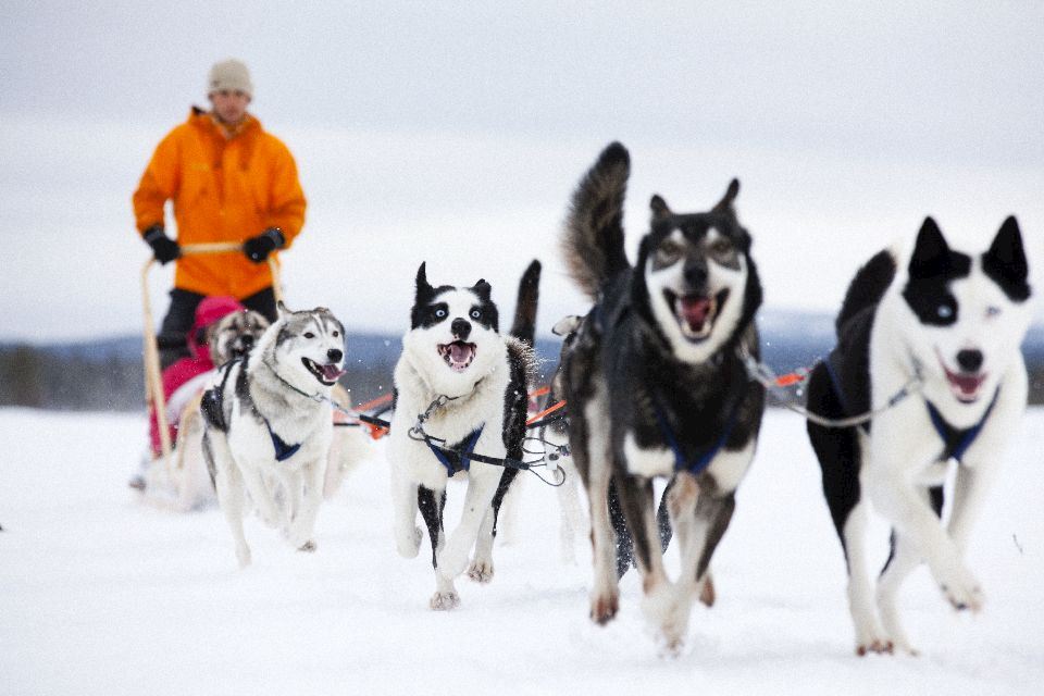 artic marathon finland