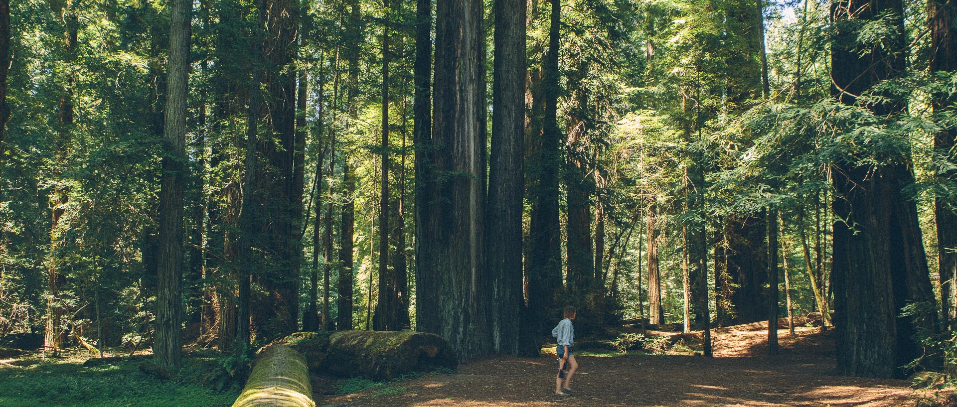 The Avenue of the Giants Marathon, Half Marathon & 10K, 05 May 2024