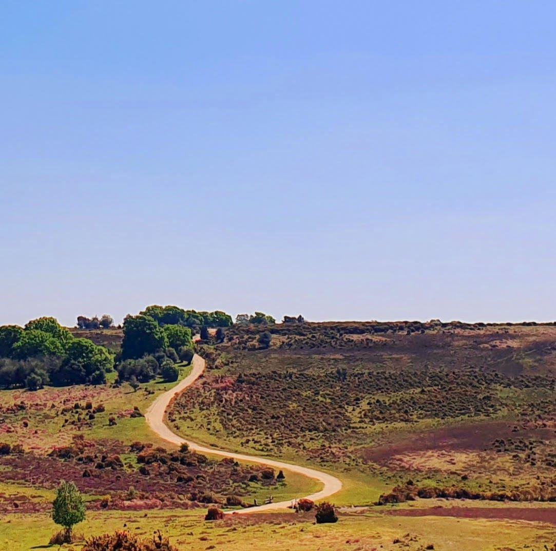 bigsky new forest marathon and ultra
