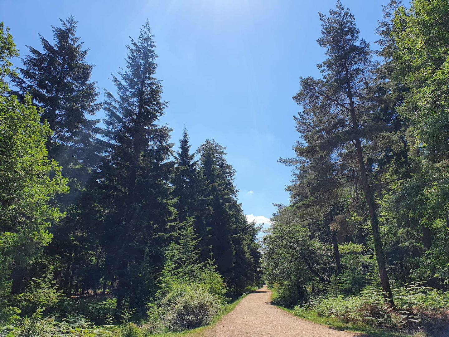 bigsky new forest marathon and ultra