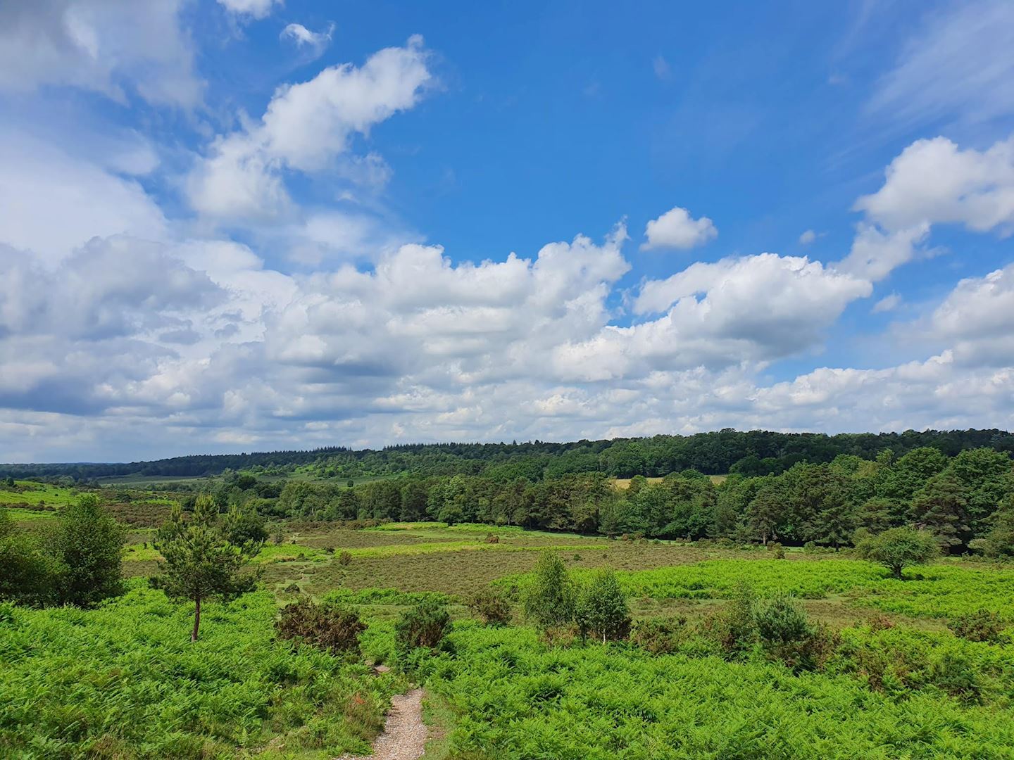 bigsky new forest marathon and ultra