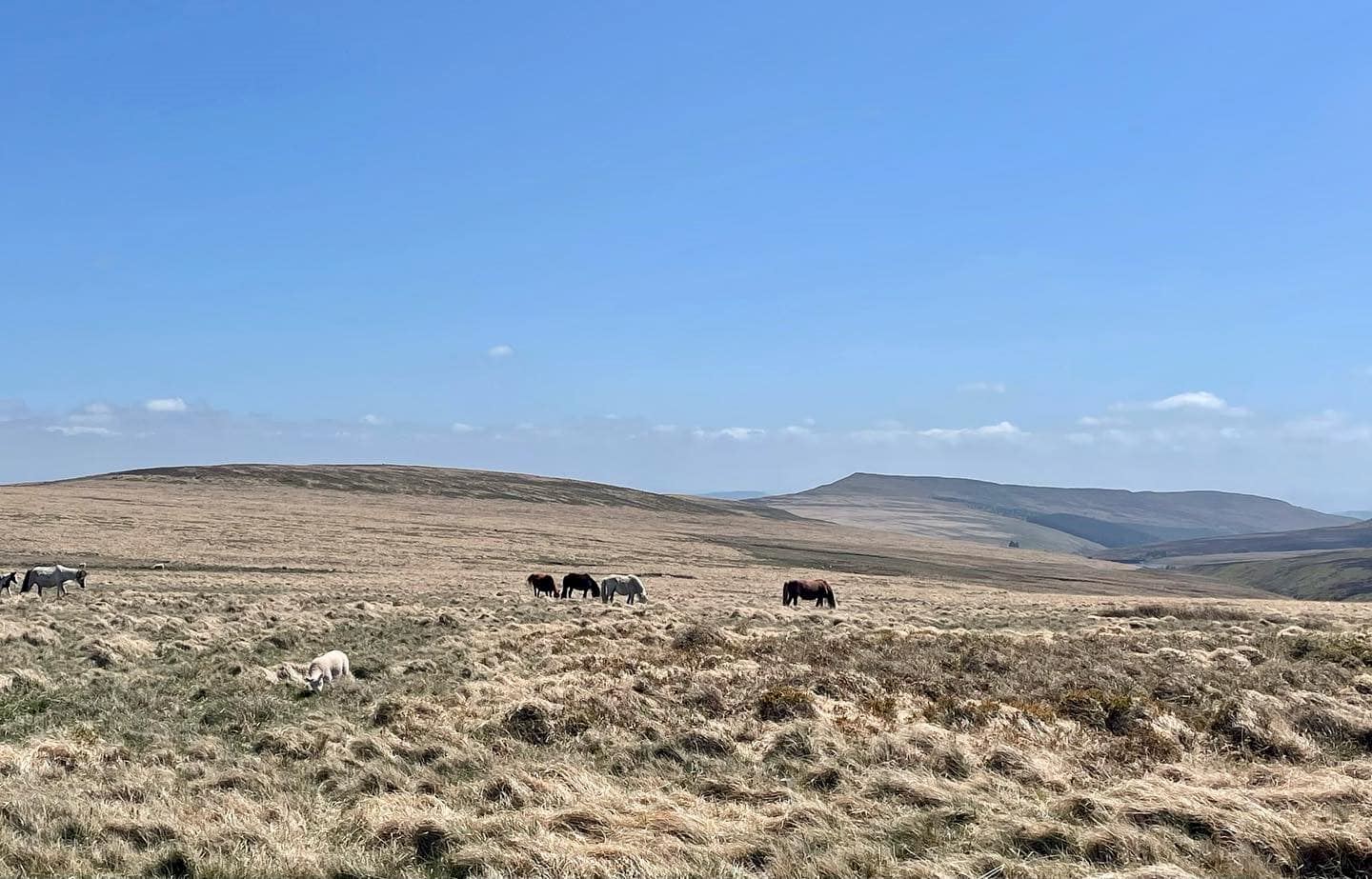 black mountains 50 mile ultra