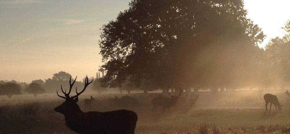 bushy park 10k