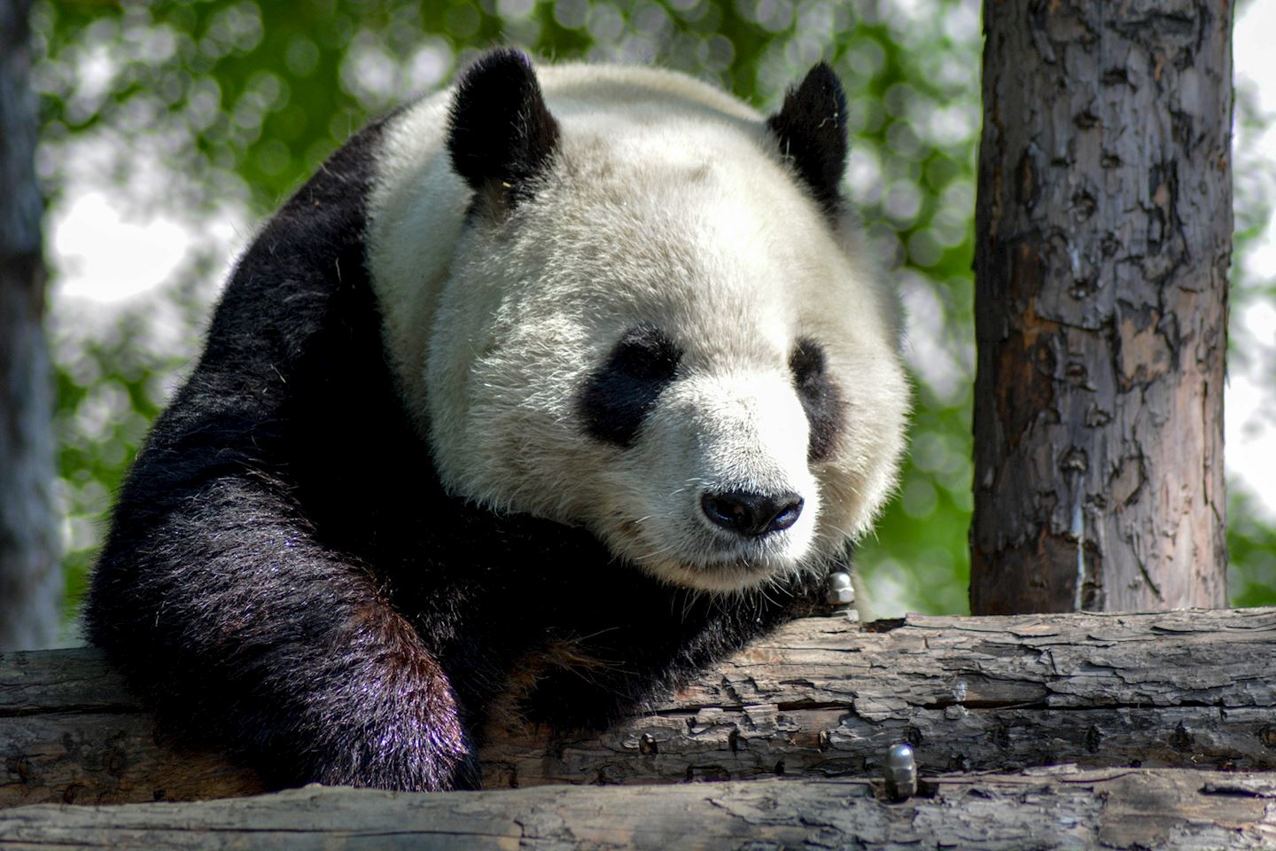 chengdu panda marathon