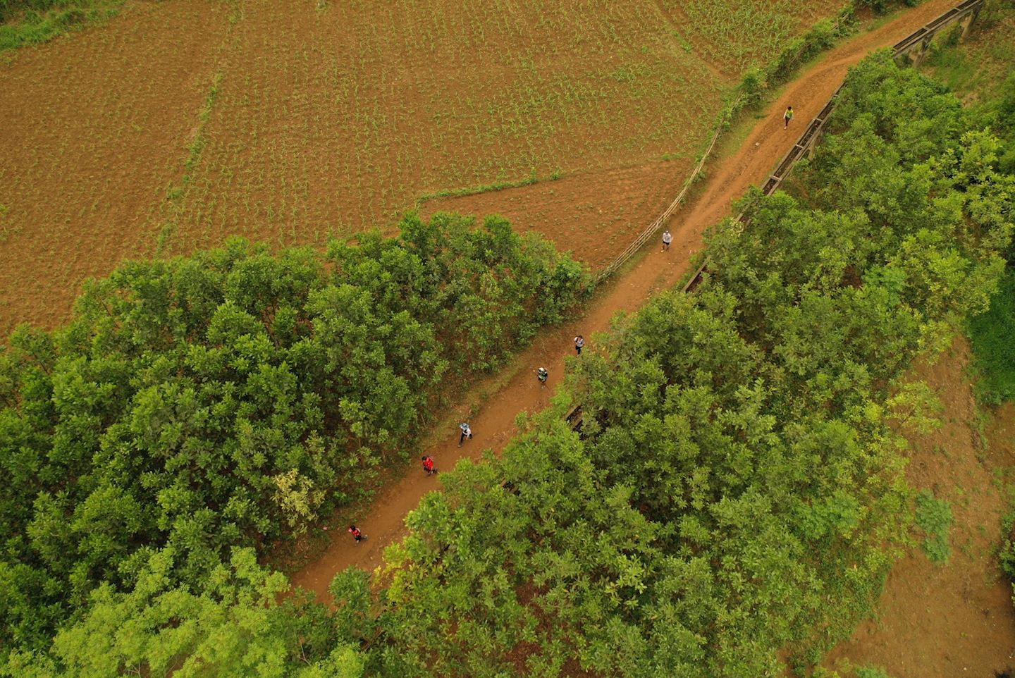 cuc phuong jungle paths