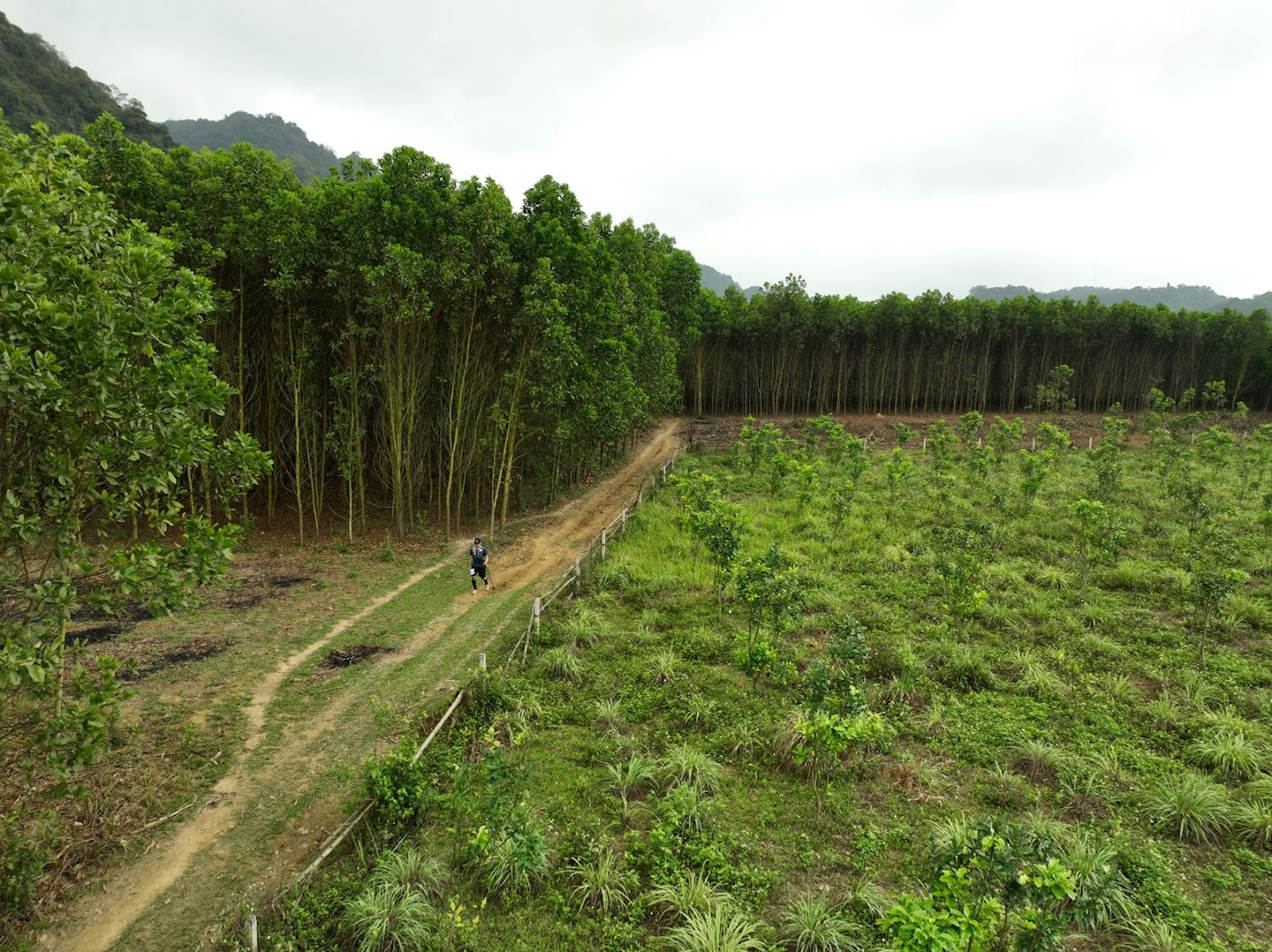 cuc phuong jungle paths