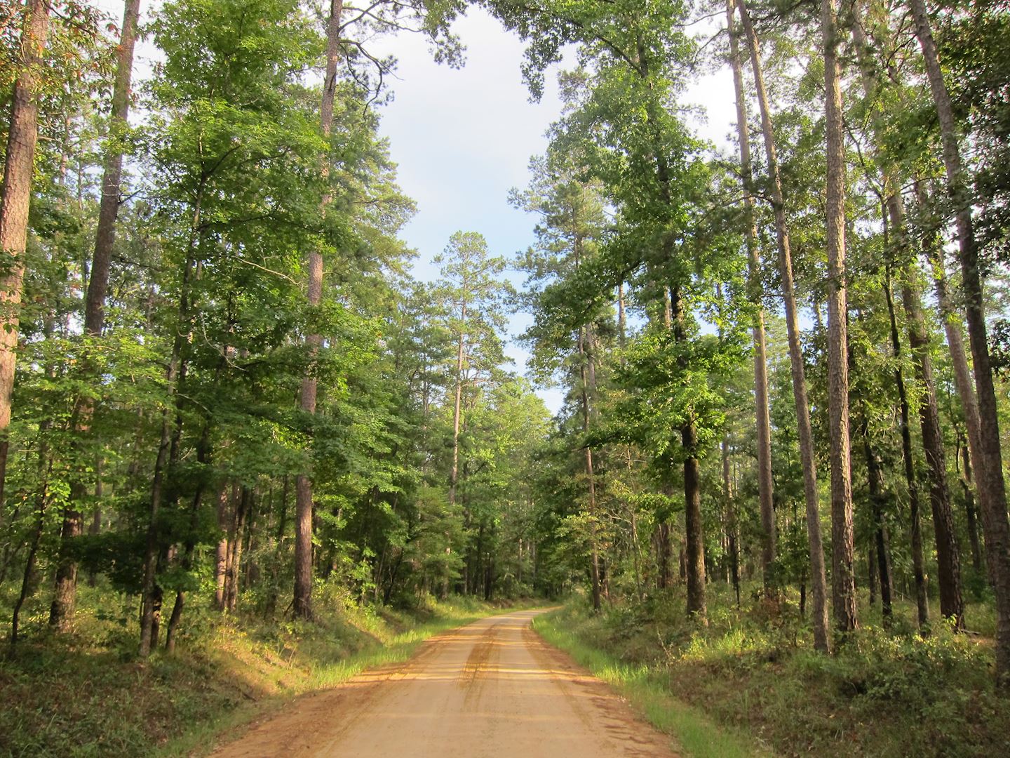 davy crockett bear chase