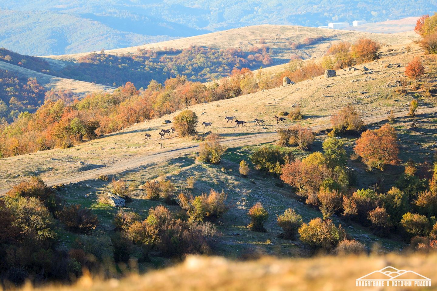 eastern rhodopes wild race