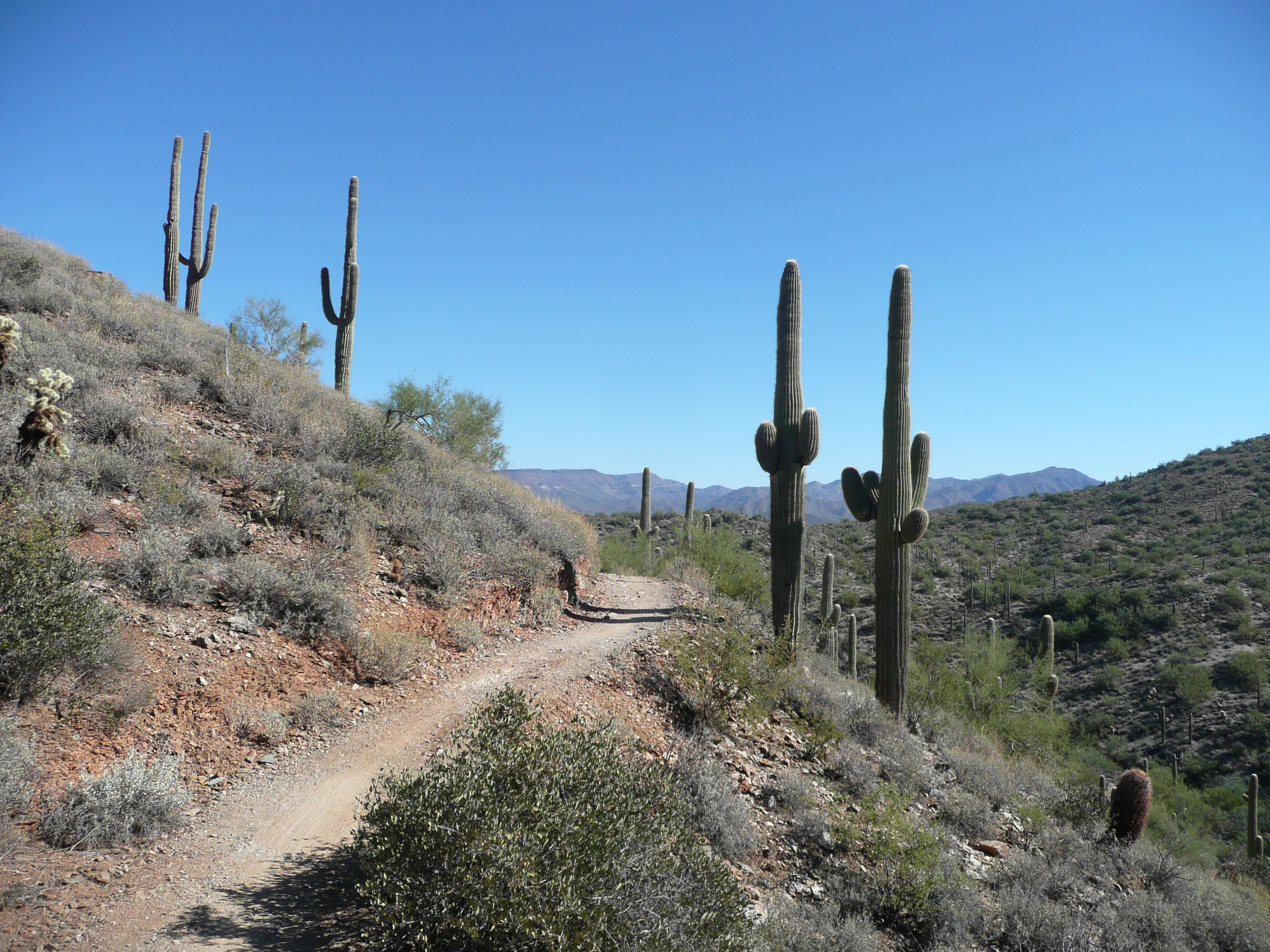 elephant mountain 50k