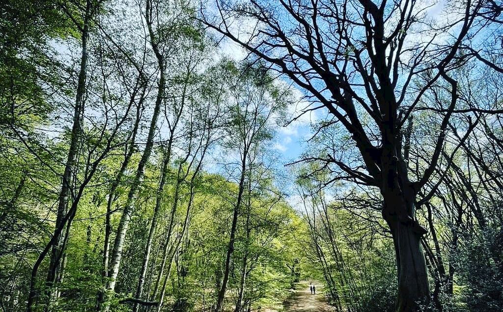 epping forest ultra