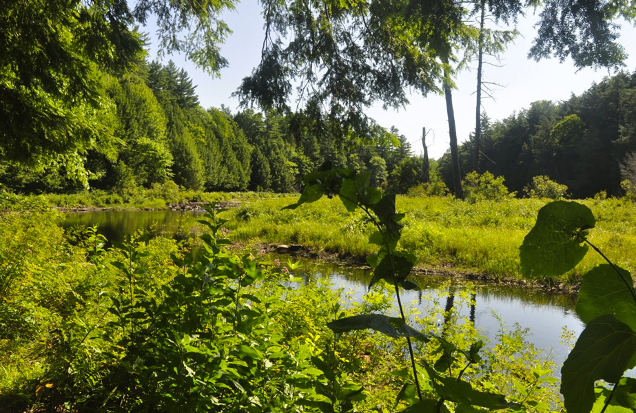 haliburton forest ultra