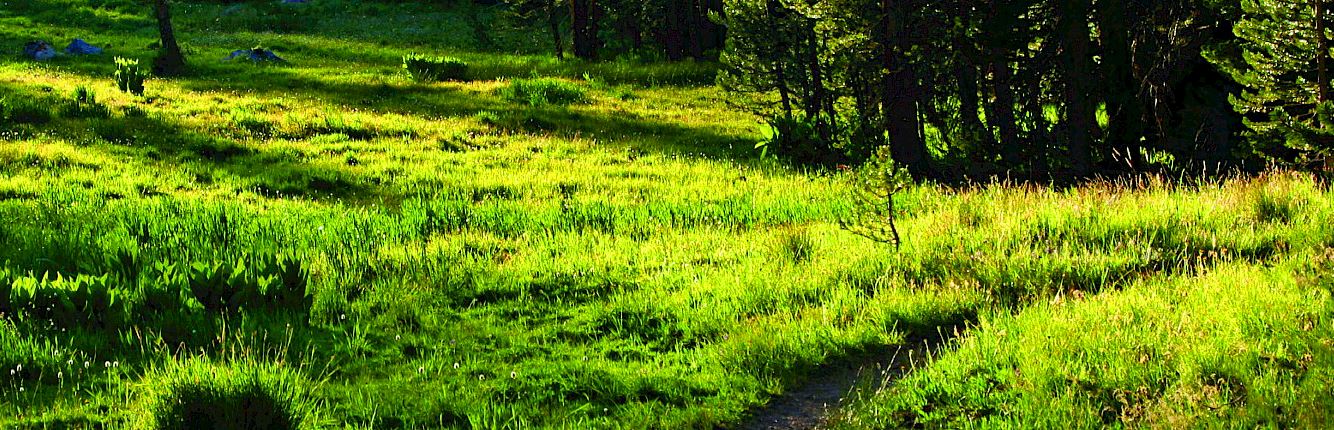 ii lx trail monsanto