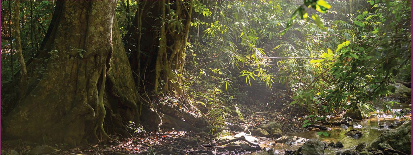 kaeng krachan trail run