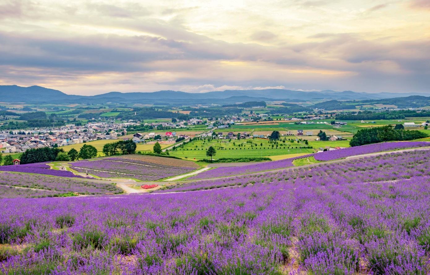 lavender road ultra walking tour