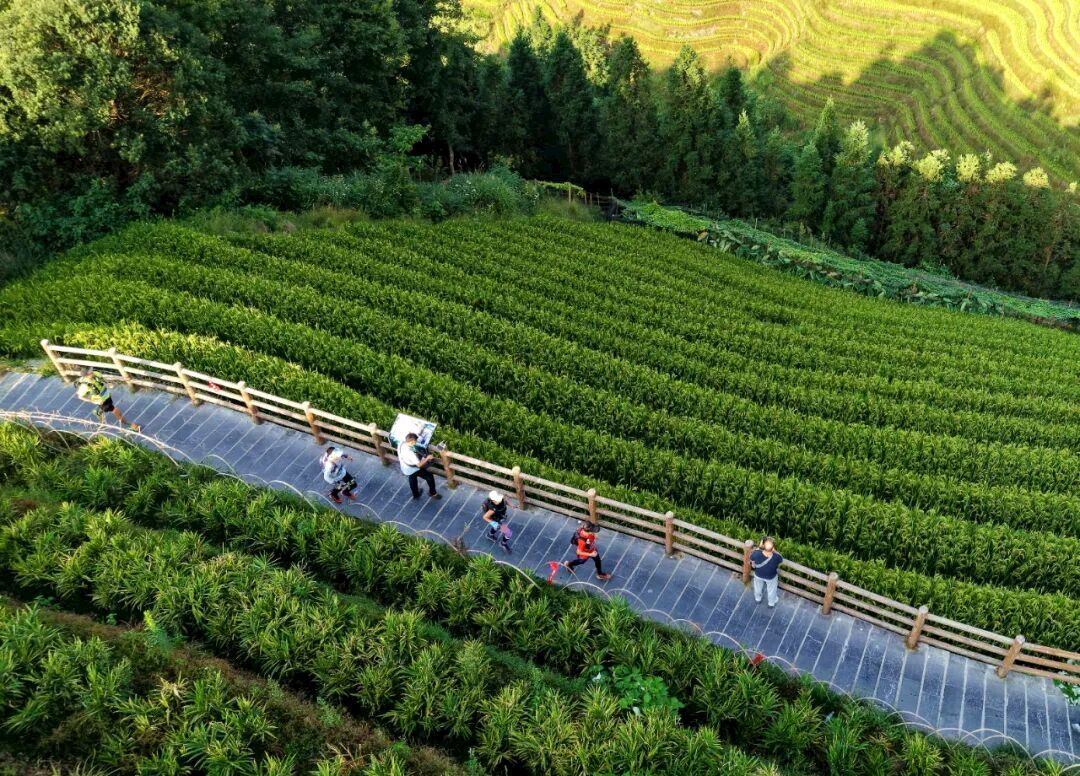longji terraces trail running race