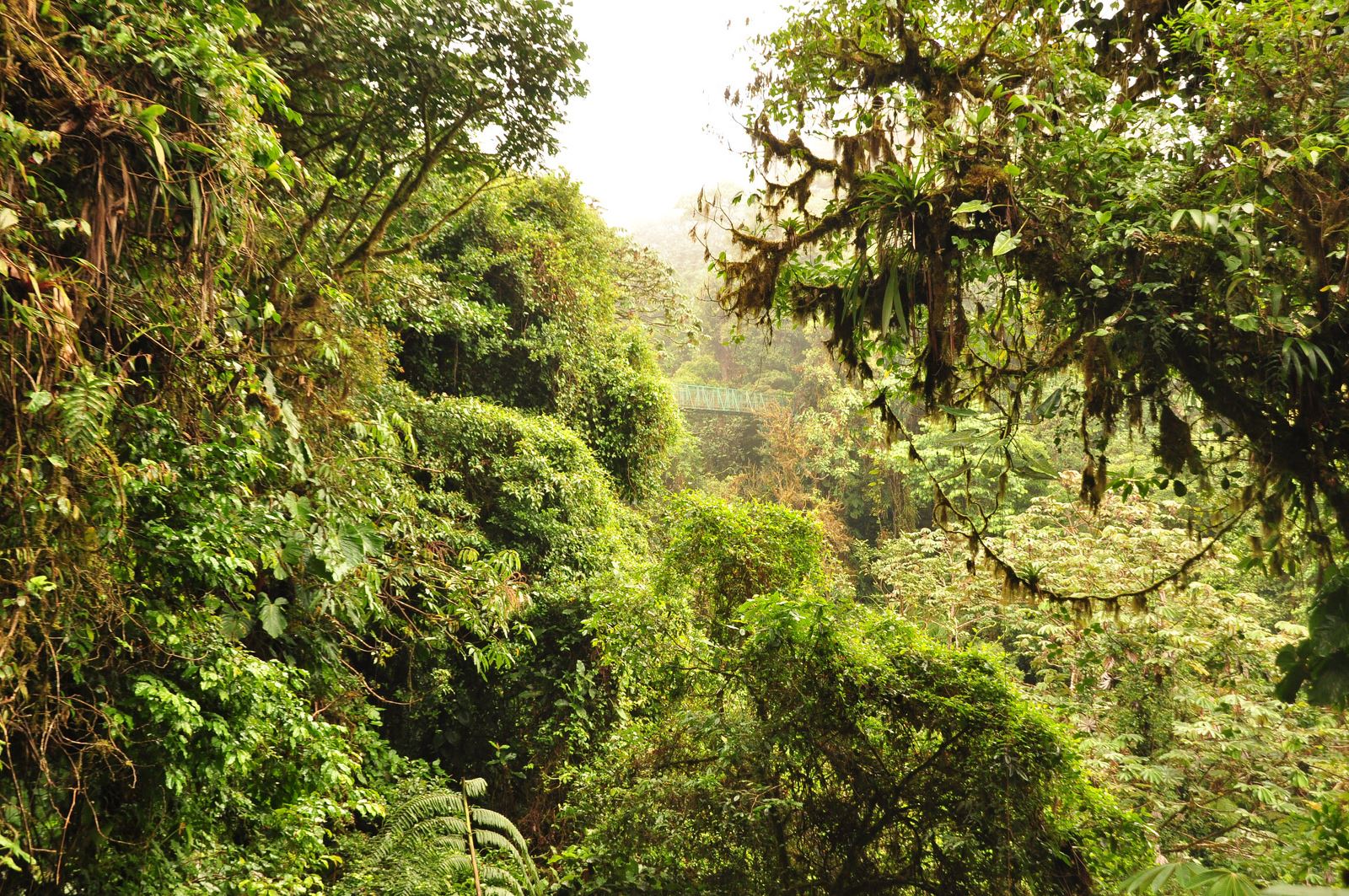 moonrun monteverde