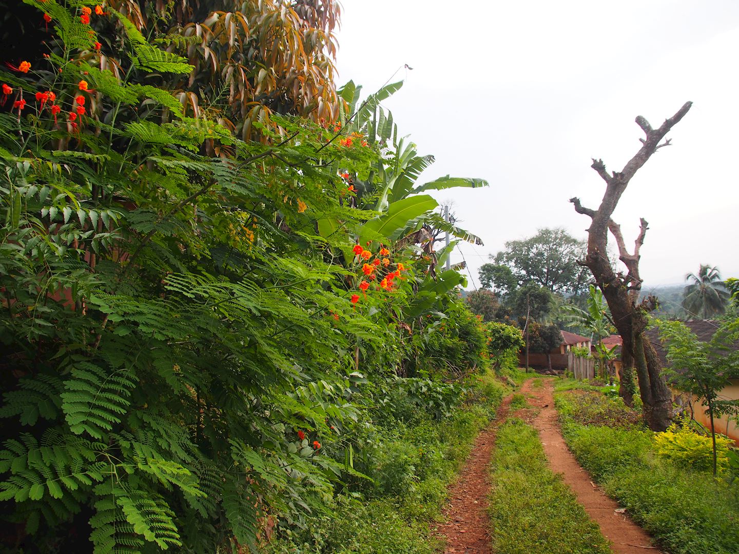 mt agou marathon