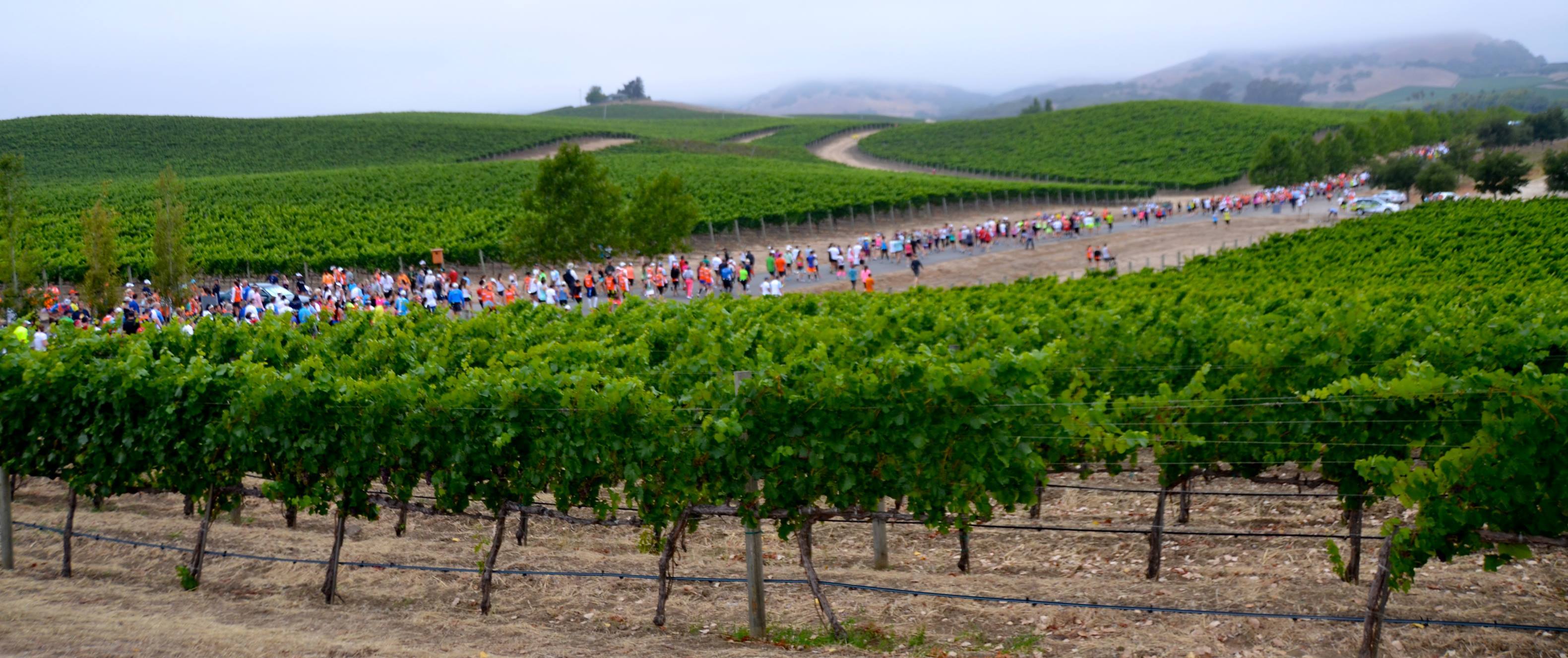 napa to sonoma wine country half marathon