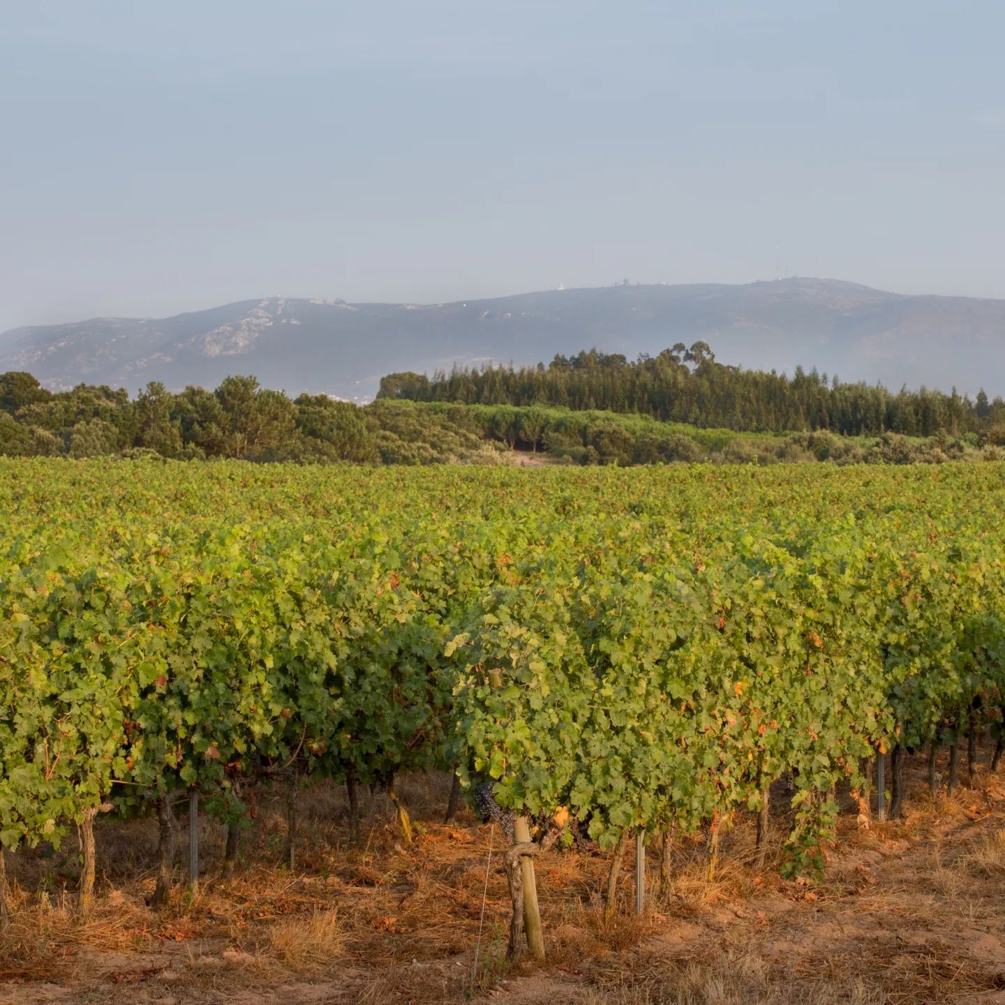 sanguinhal wine trail