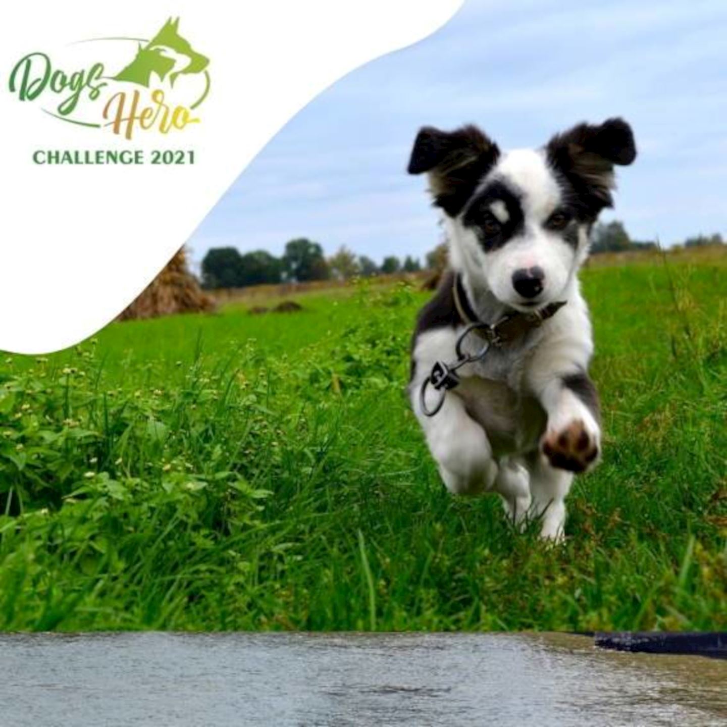 september dogs hero challenge