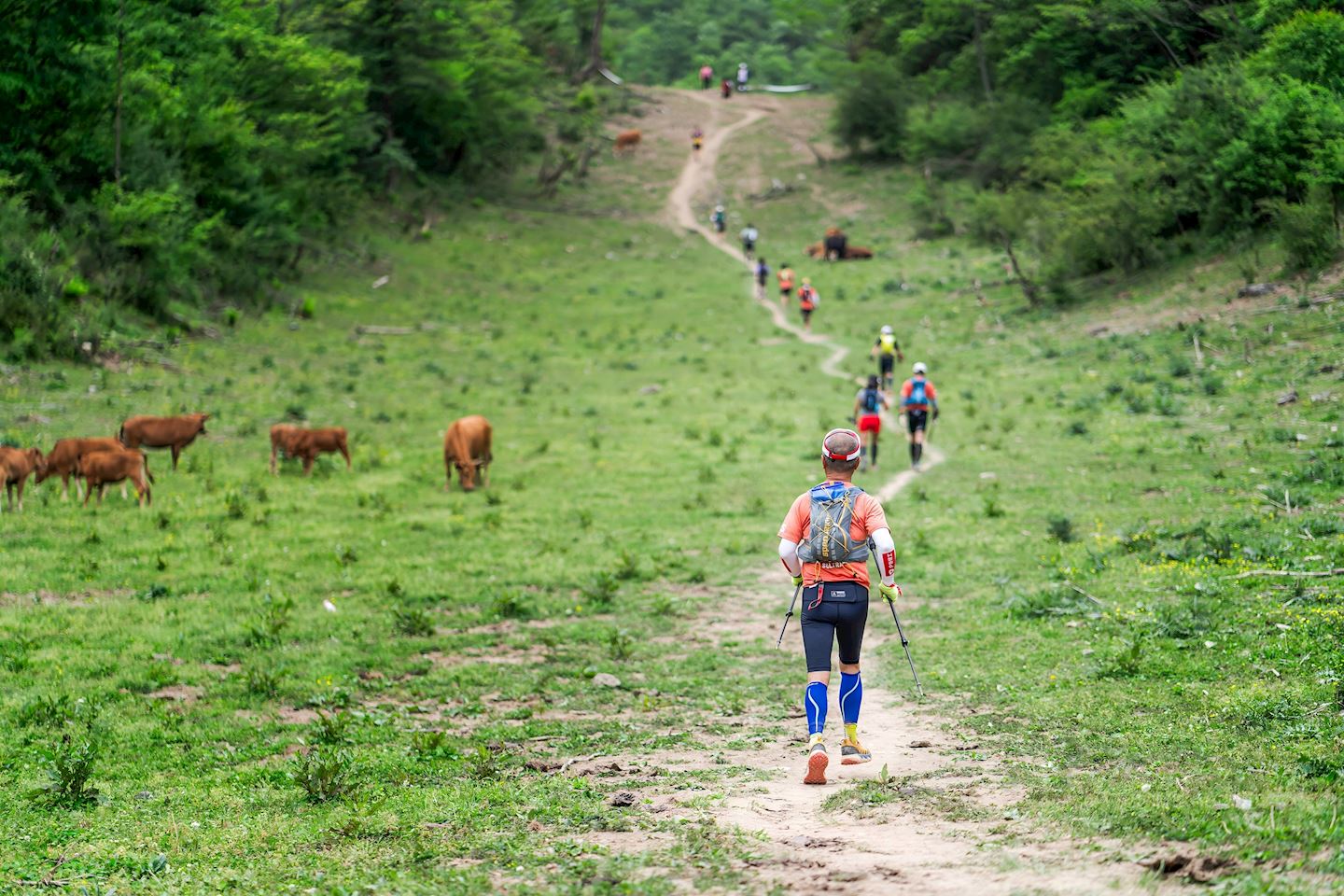 shennongjia ultra race