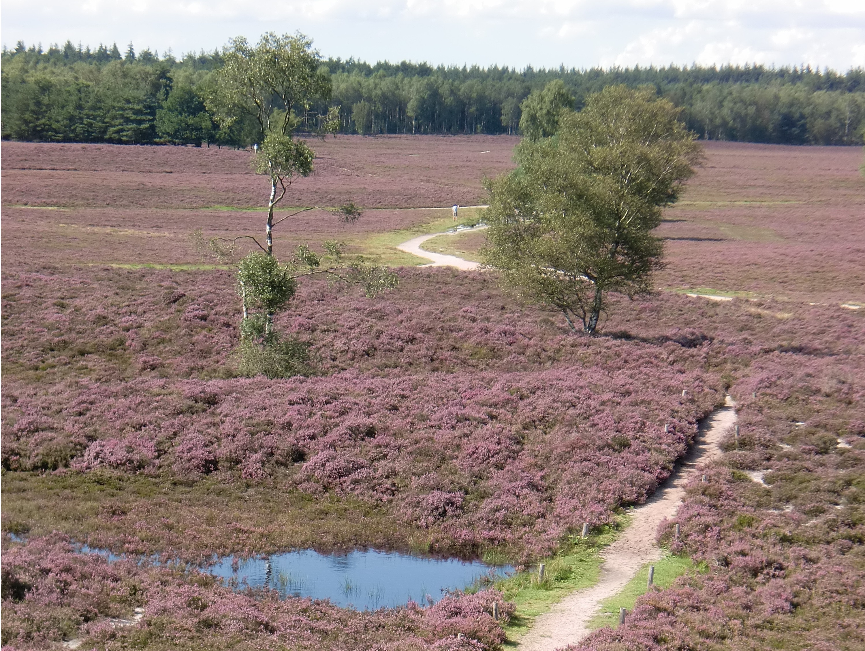 summertrail veluwe marathon