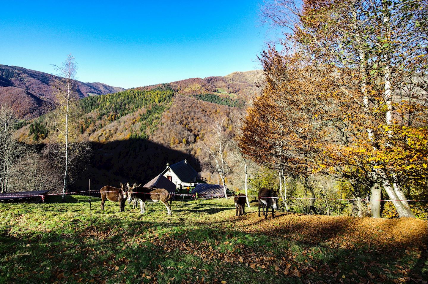 trail monte casto