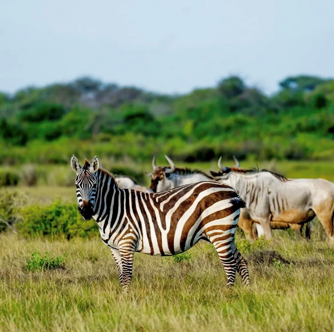 ultra x tanzania