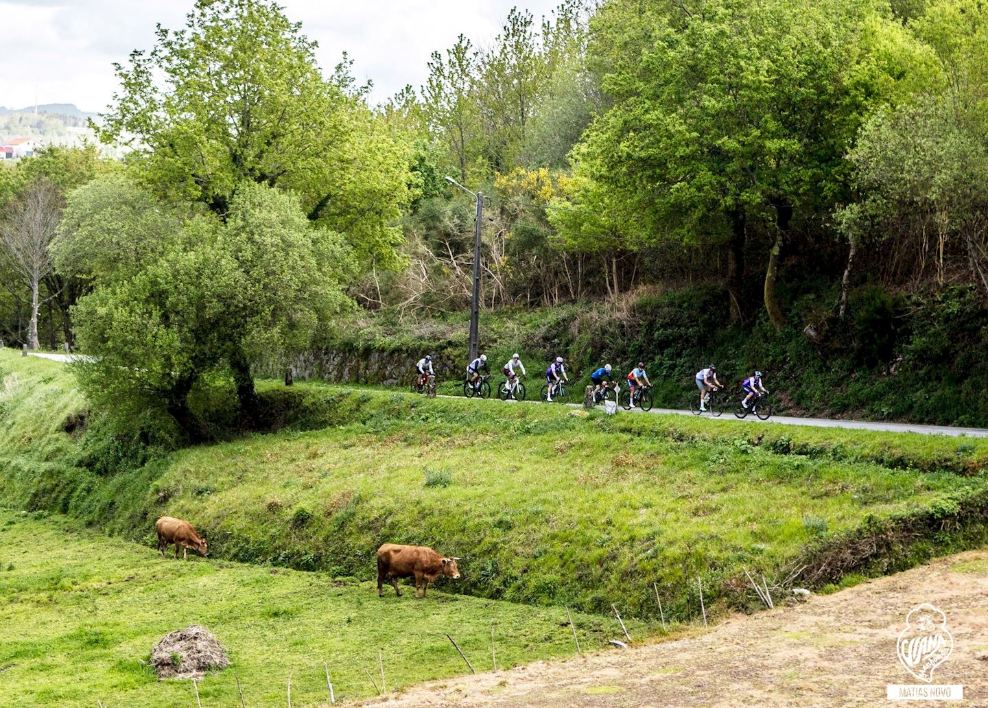 viana granfondo