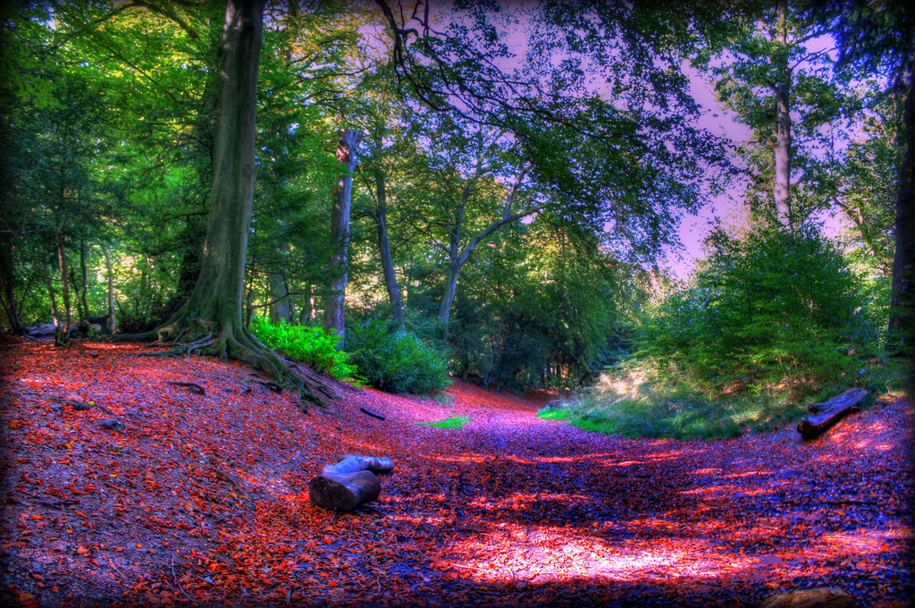 wendover woods mtb