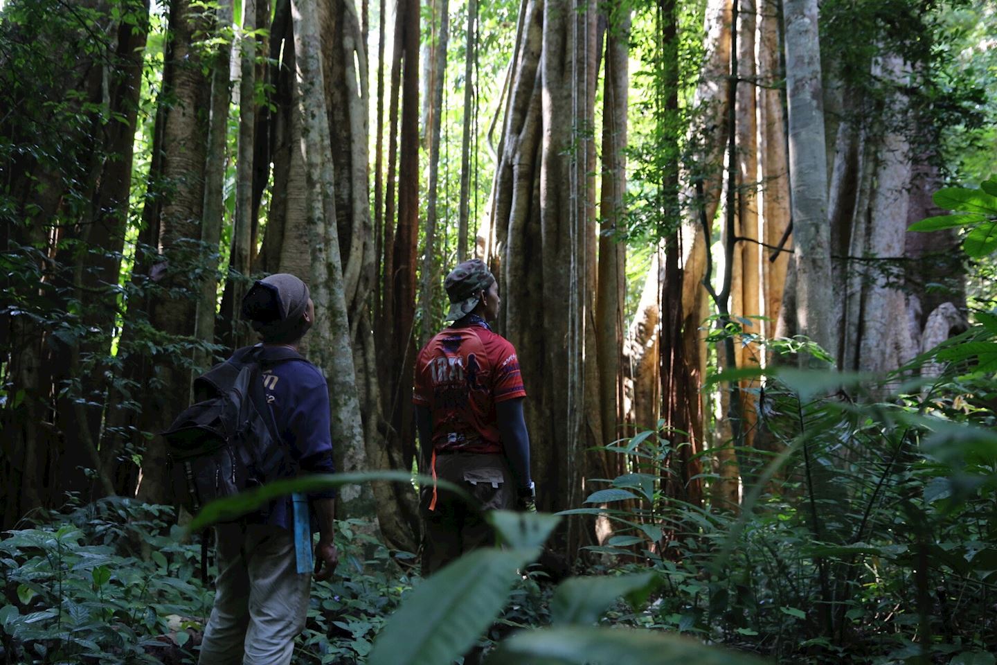 western forest trail