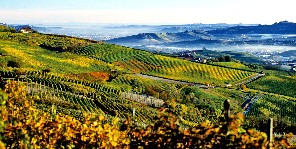 wine country runs half marathon