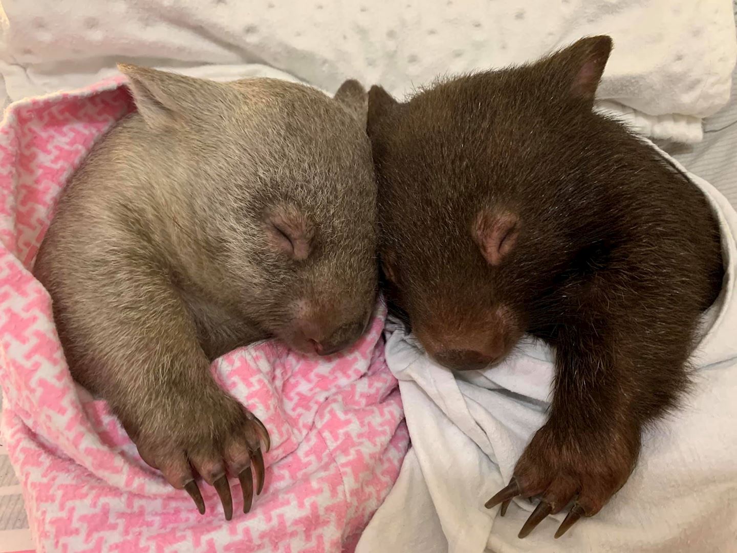 wombat waddle