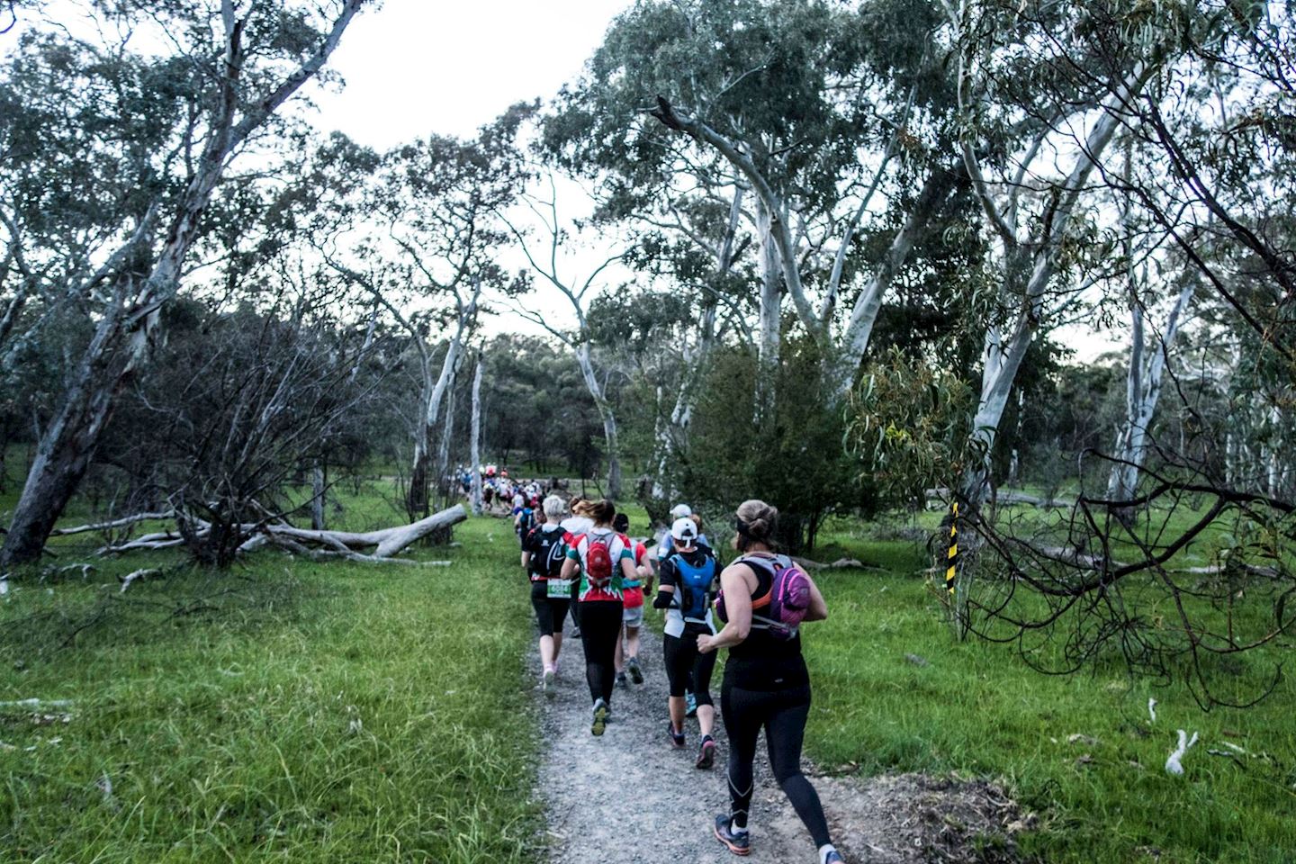 yurrebilla trail 56km ultra