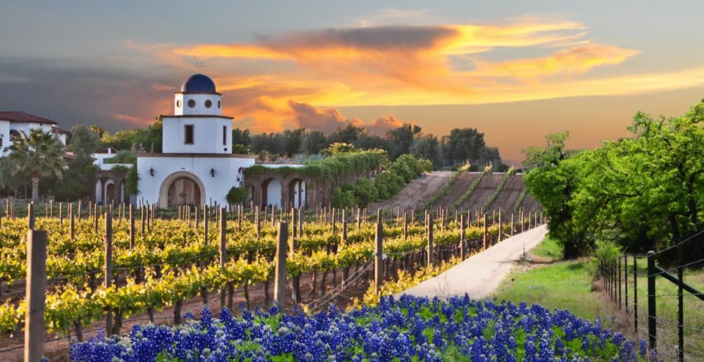 zooma texas wine country half marathon